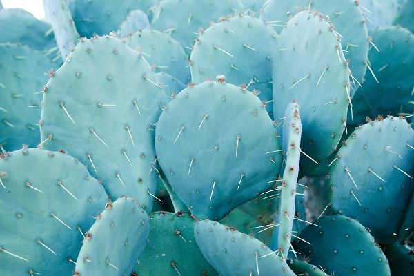 Desert cactus-Carefree-Arizona